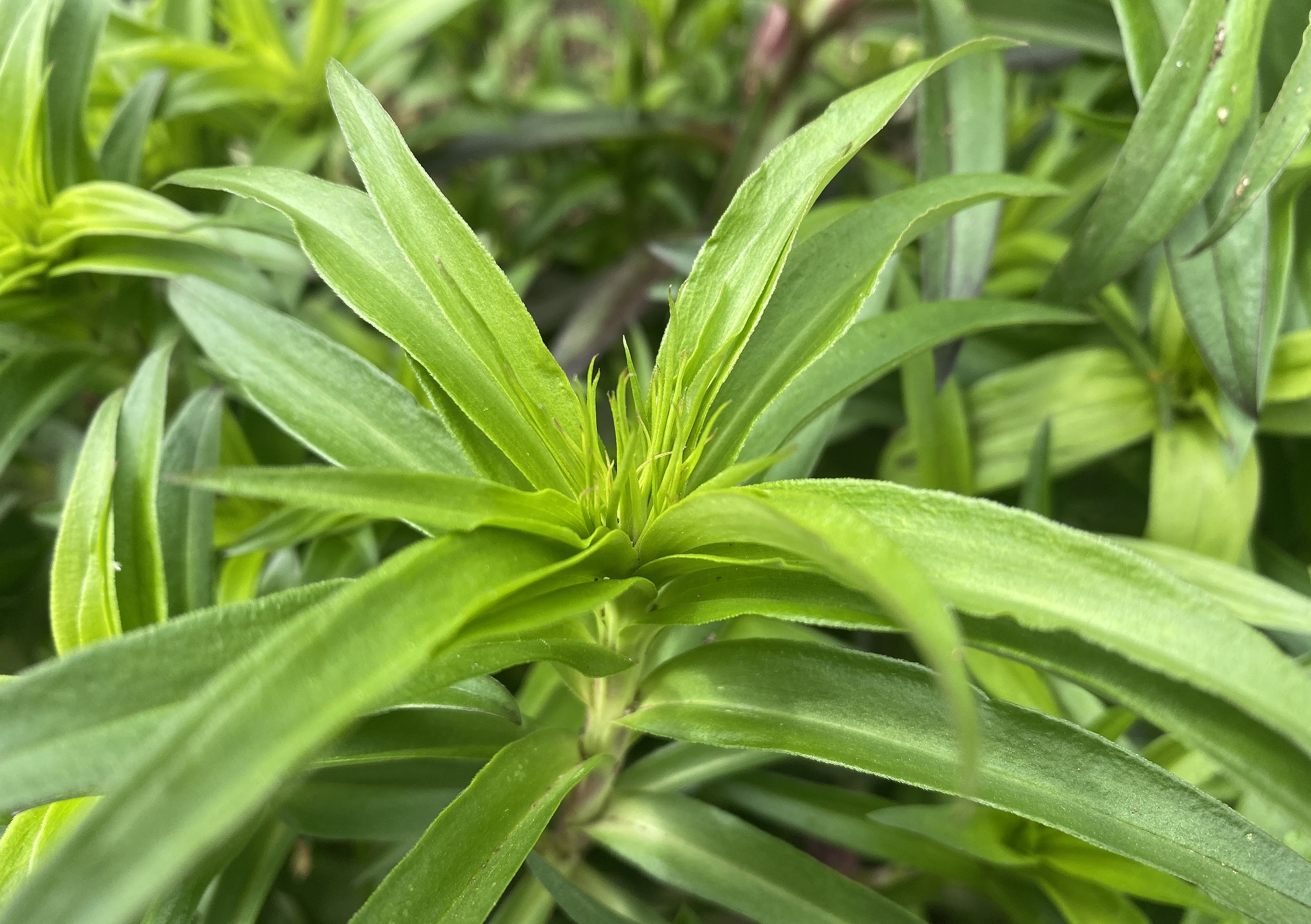 美女なでしこ032802