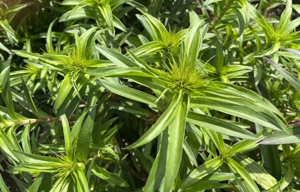 美女なでしこ0404