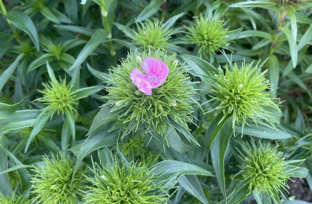 美女なでしこ　開花