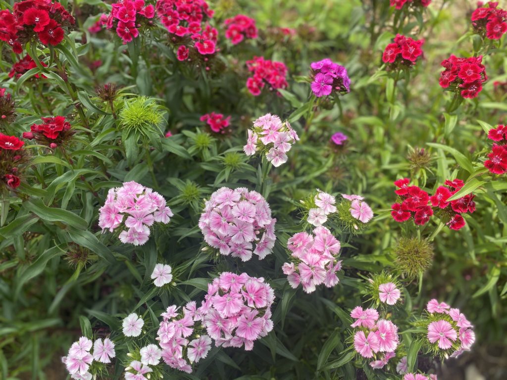 美女なでしこ　咲き始め　