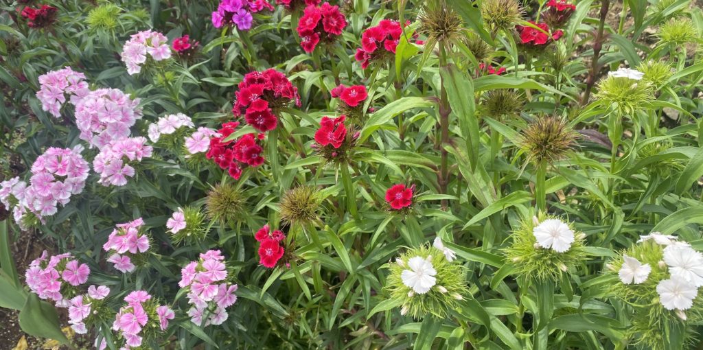 美女なでしこ　咲き始め４色