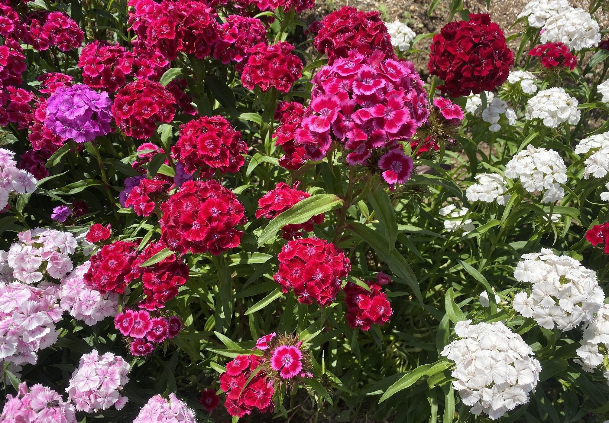 美女なでしこ七変化