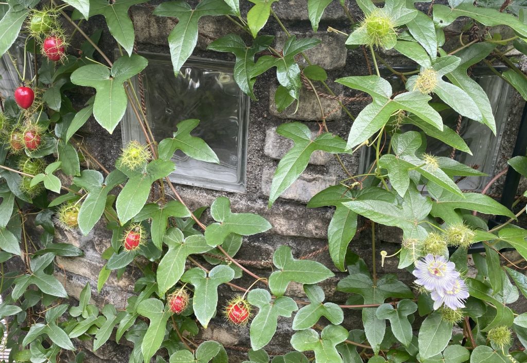 トケイソウピッコロッソ　花と実