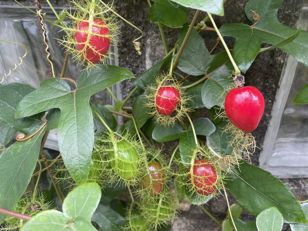 トケイソウピッコロッソ　実