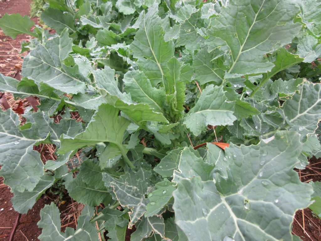 のらぼう菜　0307