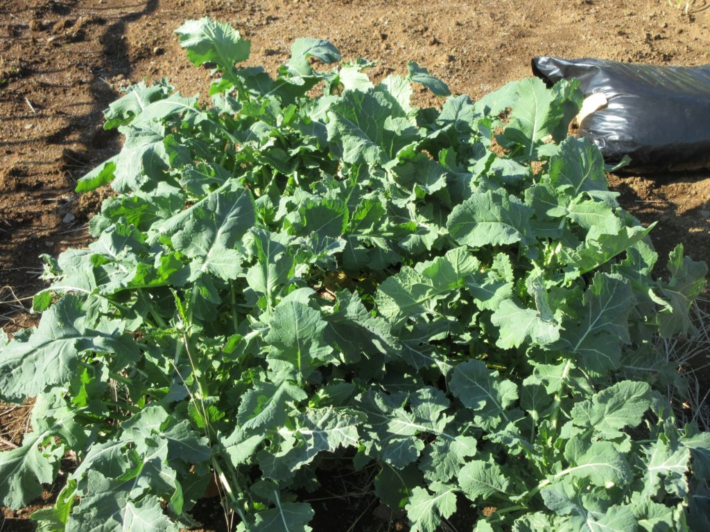 のらぼう菜　0314