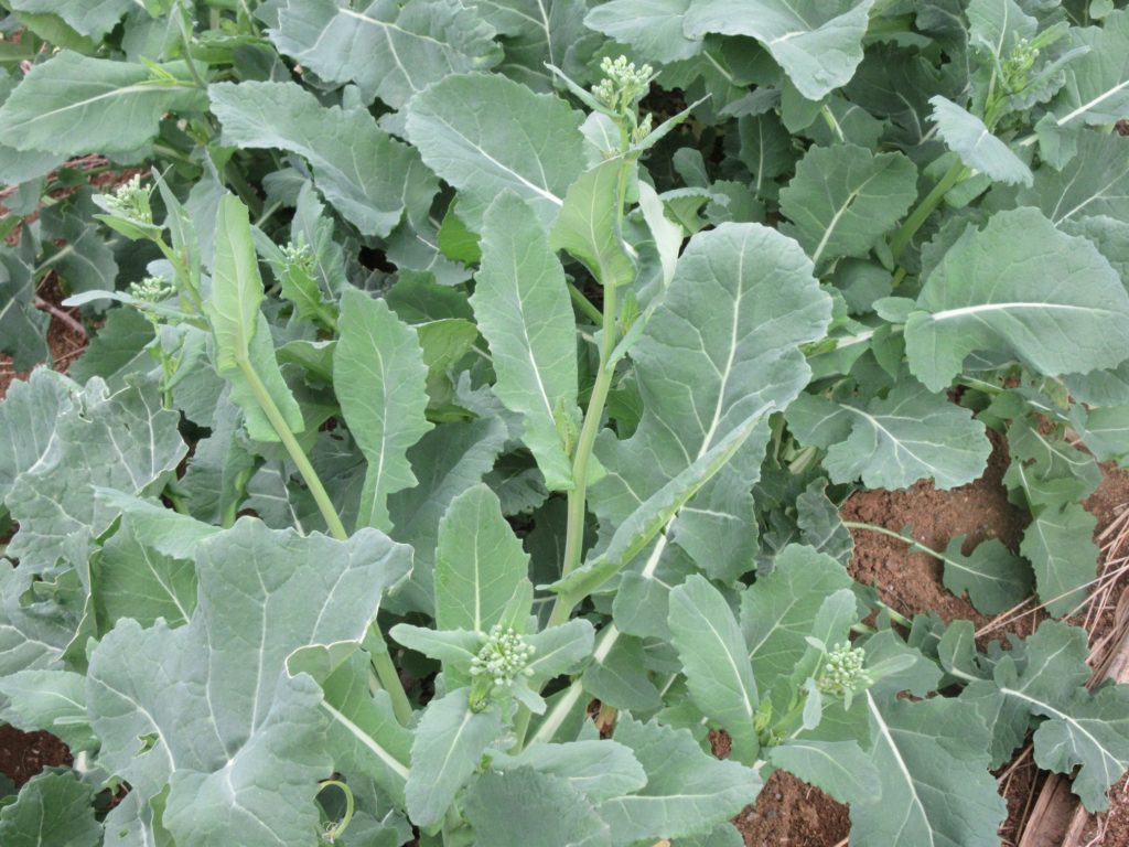 のらぼう菜　0328