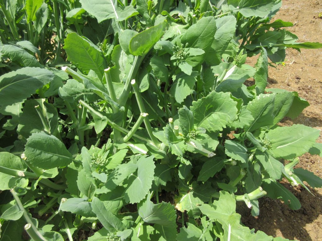 のらぼう菜　0411