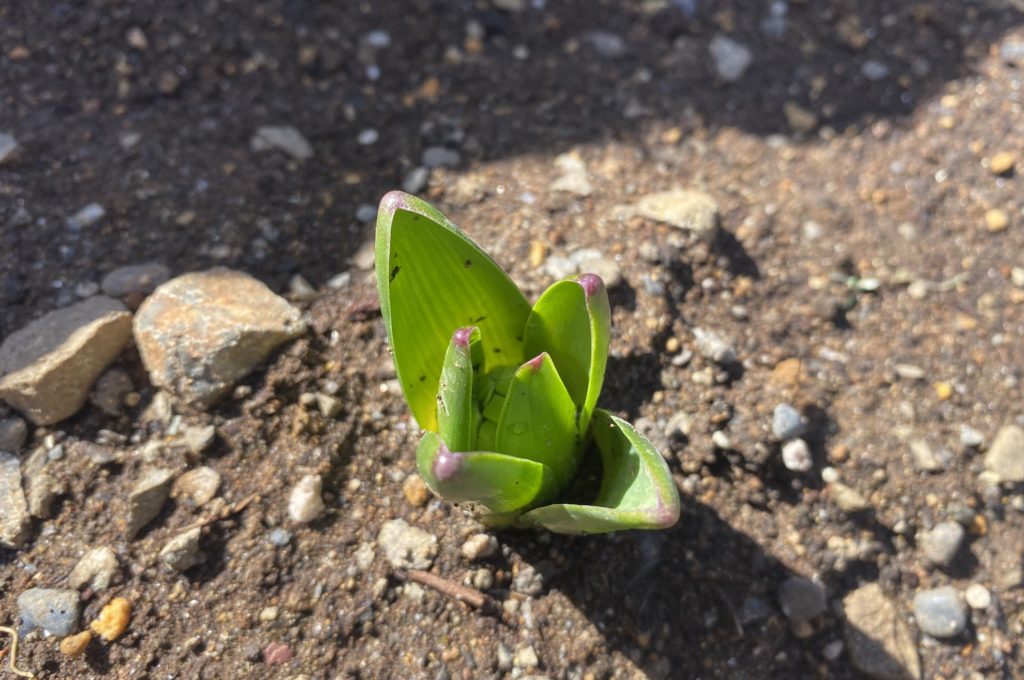 ヒヤシンス　つぼみ