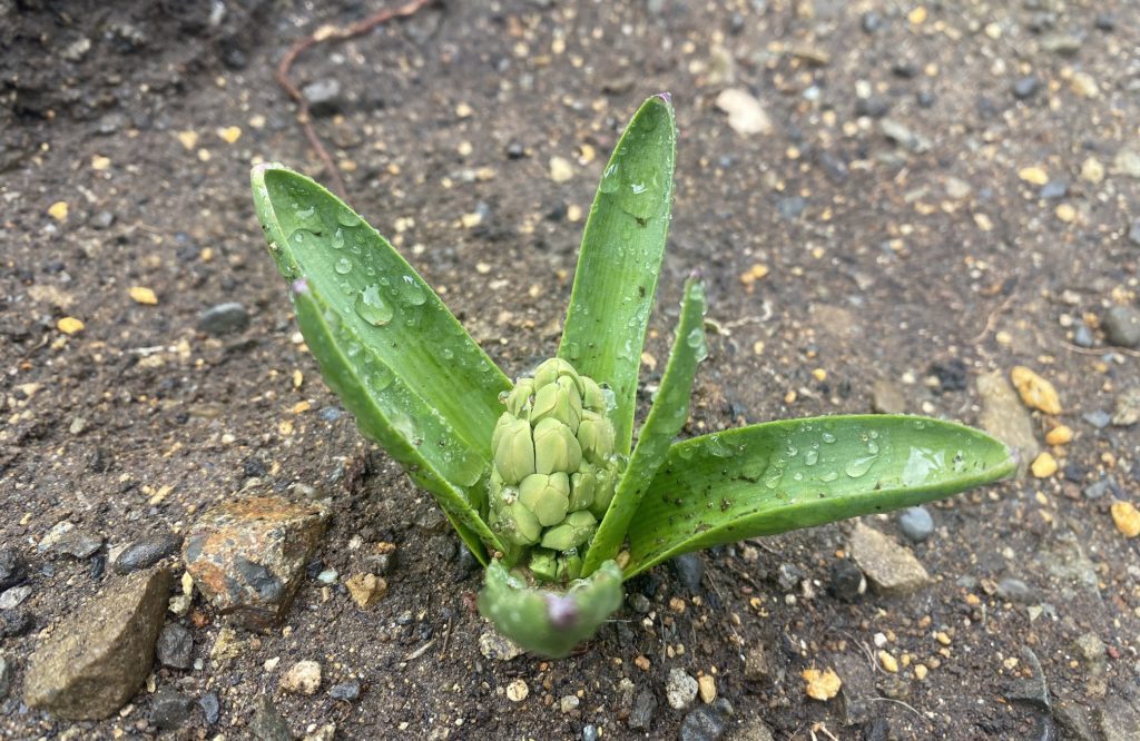 ヒヤシンス　つぼみの成長