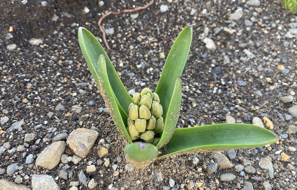 ヒヤシンス　つぼみ変色