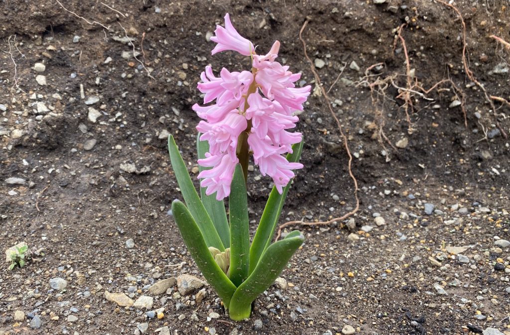 ヒヤシンス　花