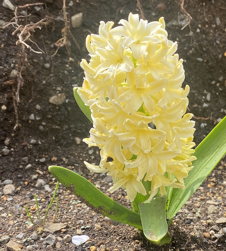 ヒヤシンス　黄色