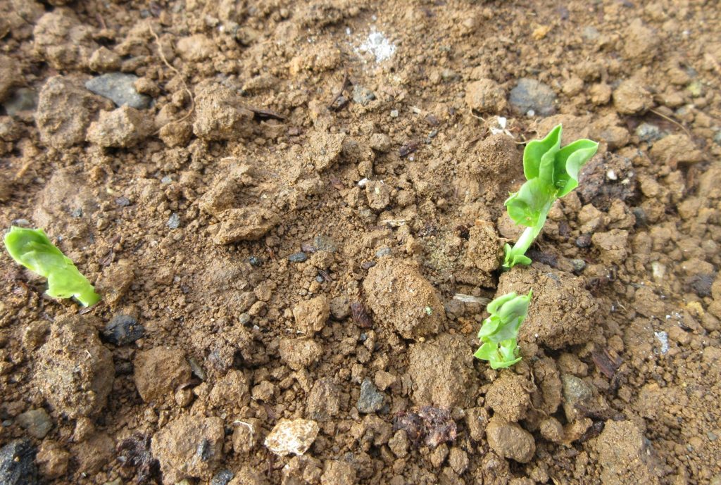 スナップエンドウ　発芽