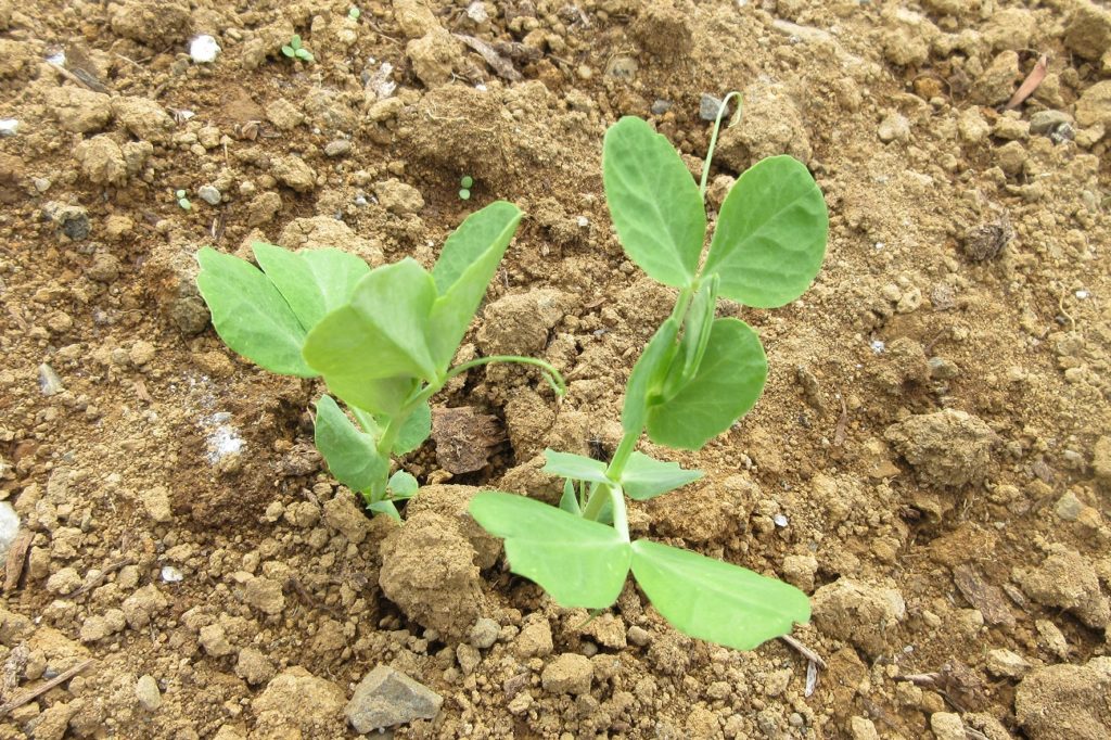 スナップエンドウ　双葉