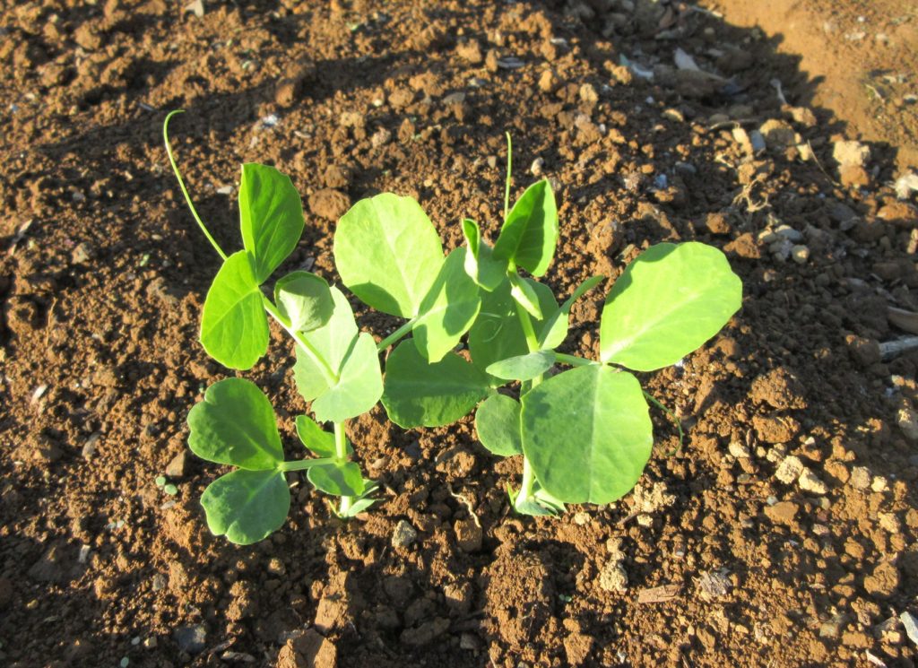 スナップエンドウ　本葉