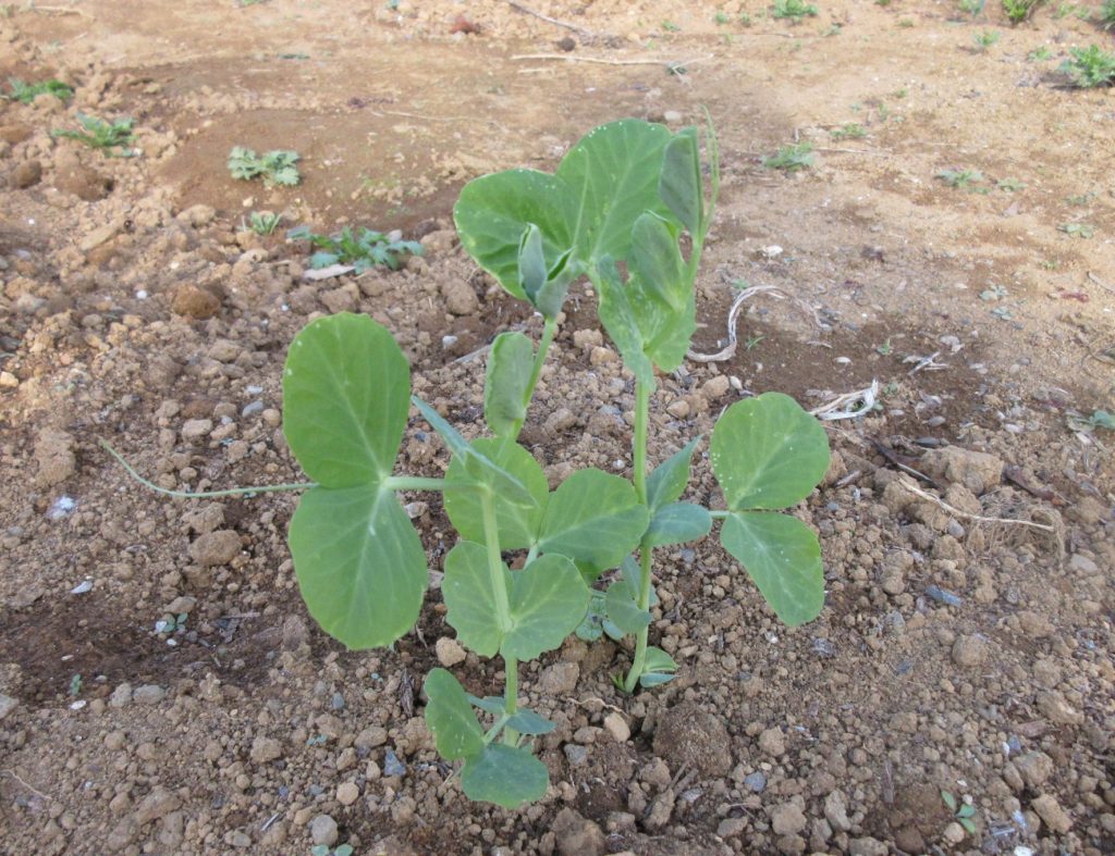 スナップエンドウ1213