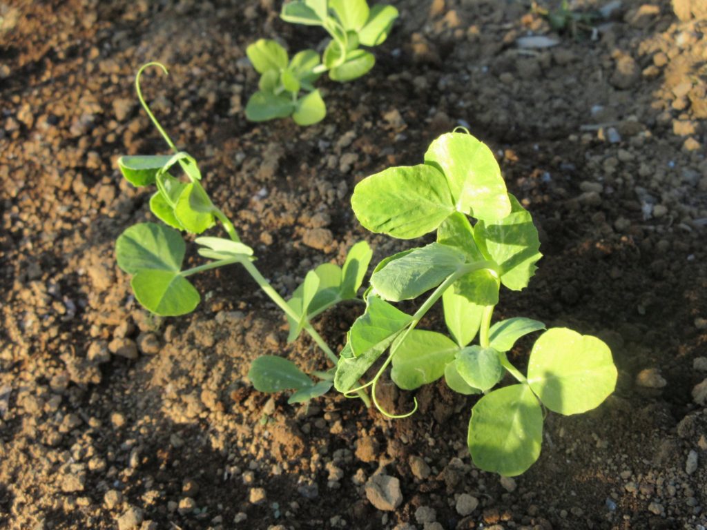 スナップエンドウ1220