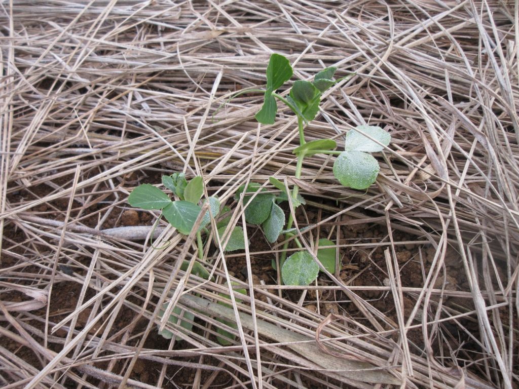 スナップエンドウ　耐寒藁