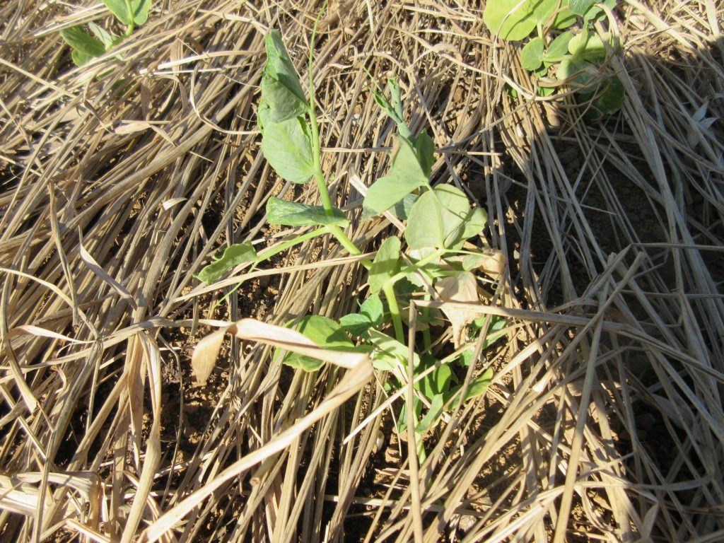 スナップエンドウ　正月ごろ