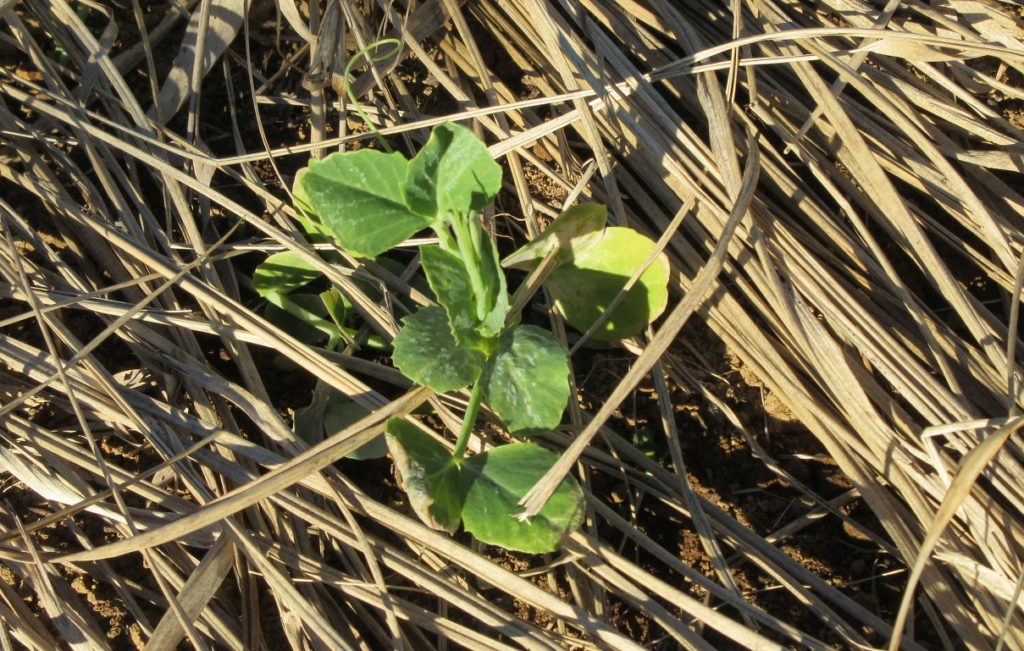 スナップエンドウ0117