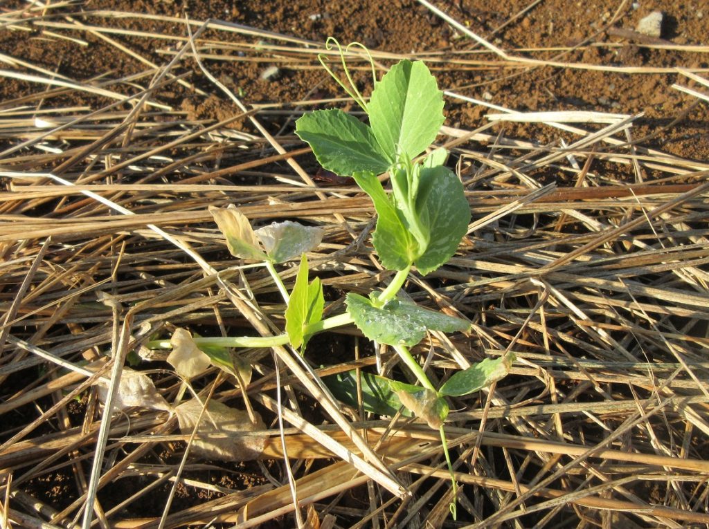 スナップエンドウ0124