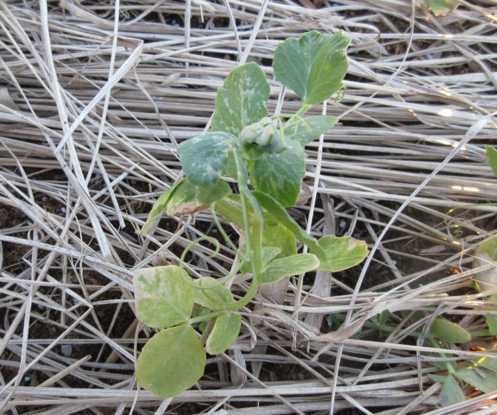 スナップエンドウ0131