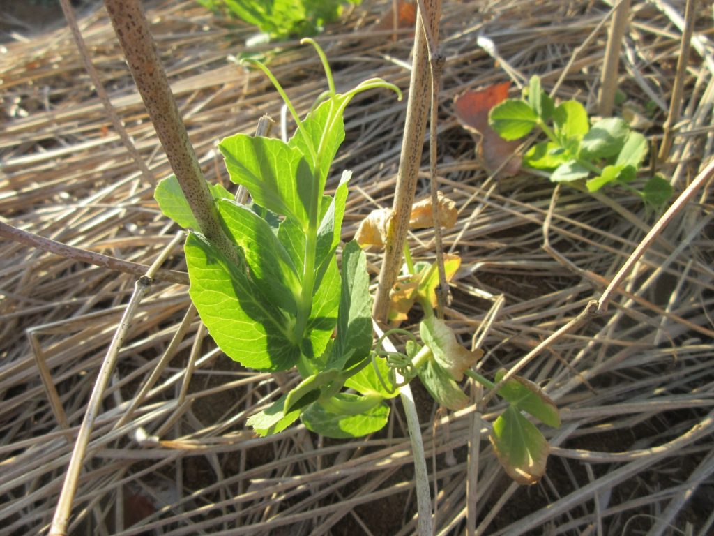 スナップエンドウ0214