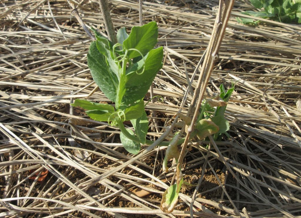 スナップエンドウ0221