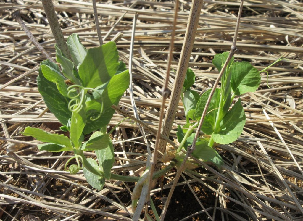 スナップエンドウ0228