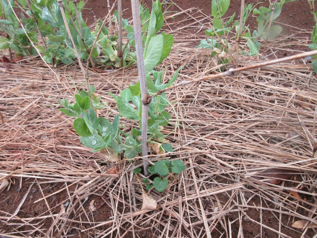 スナップエンドウ0307