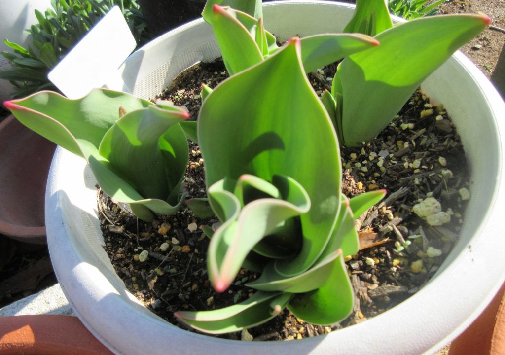 チューリップ0314