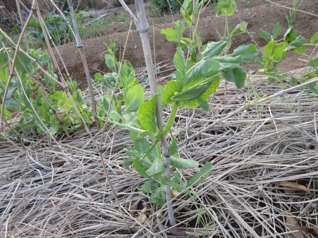 スナップエンドウ0314