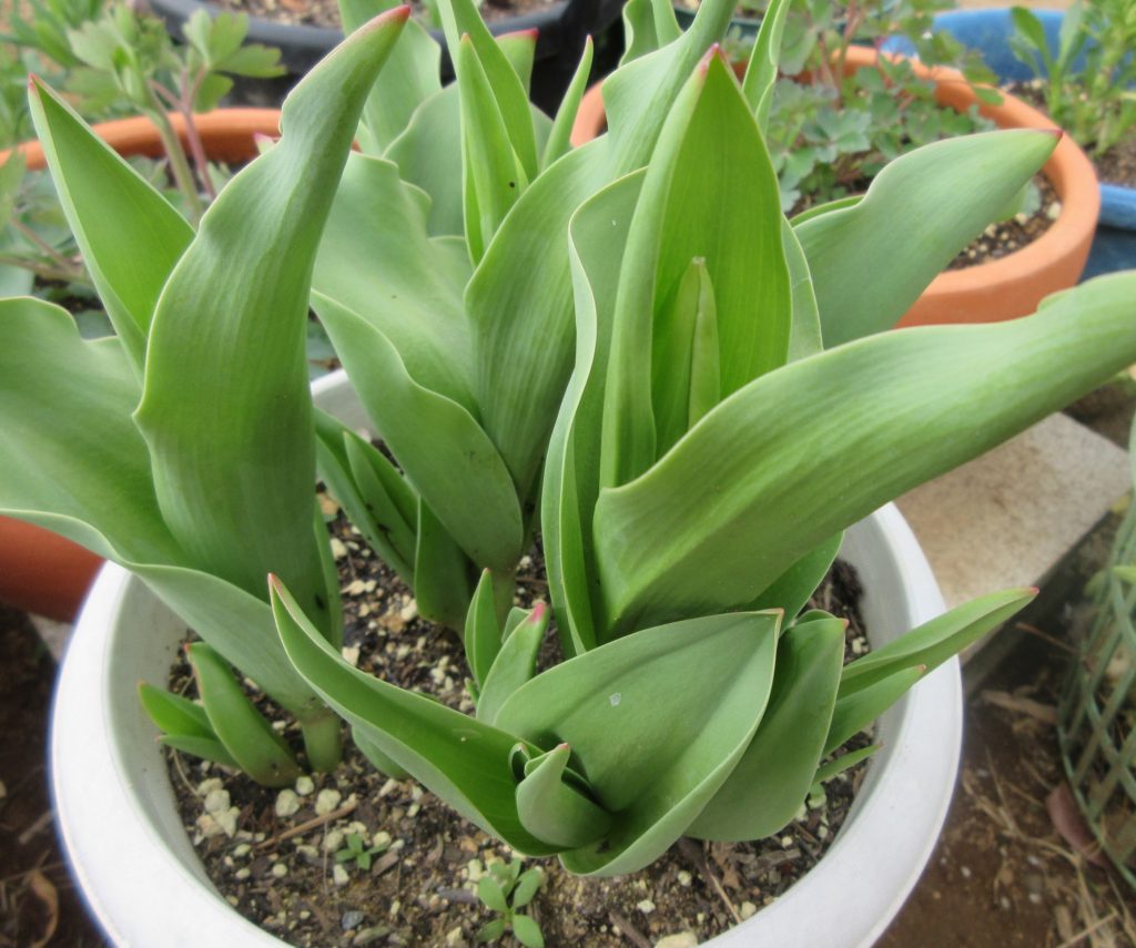 チューリップ　つぼみ