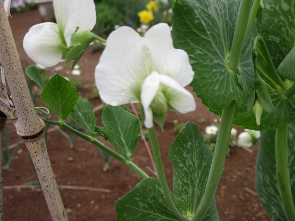 スナップエンドウ　花