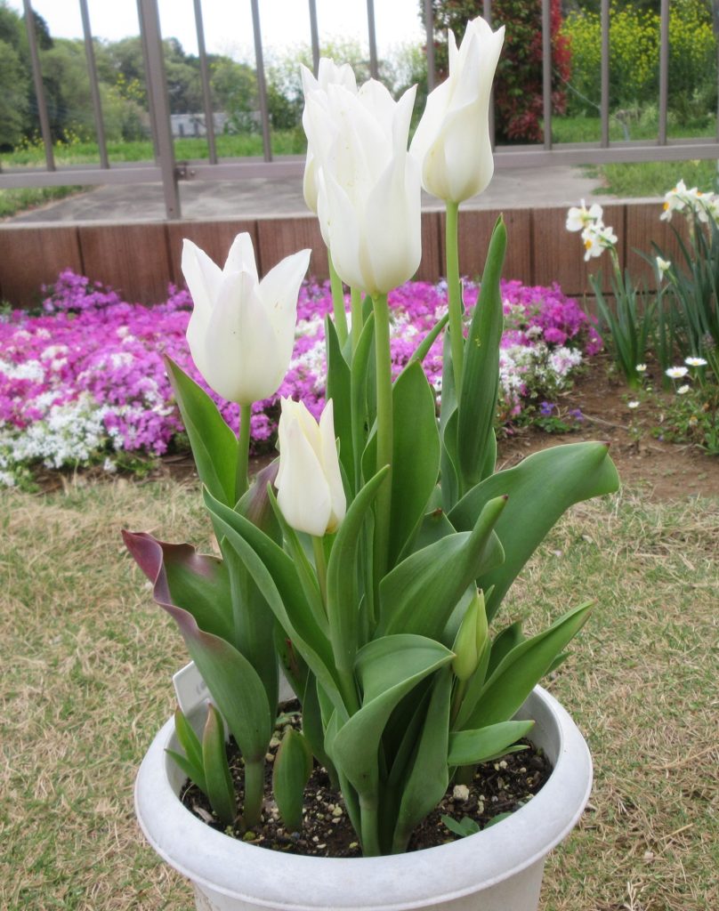 チューリップ　白　花