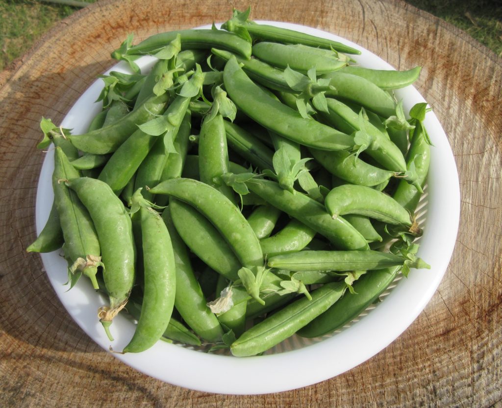スナップえんどう　収穫