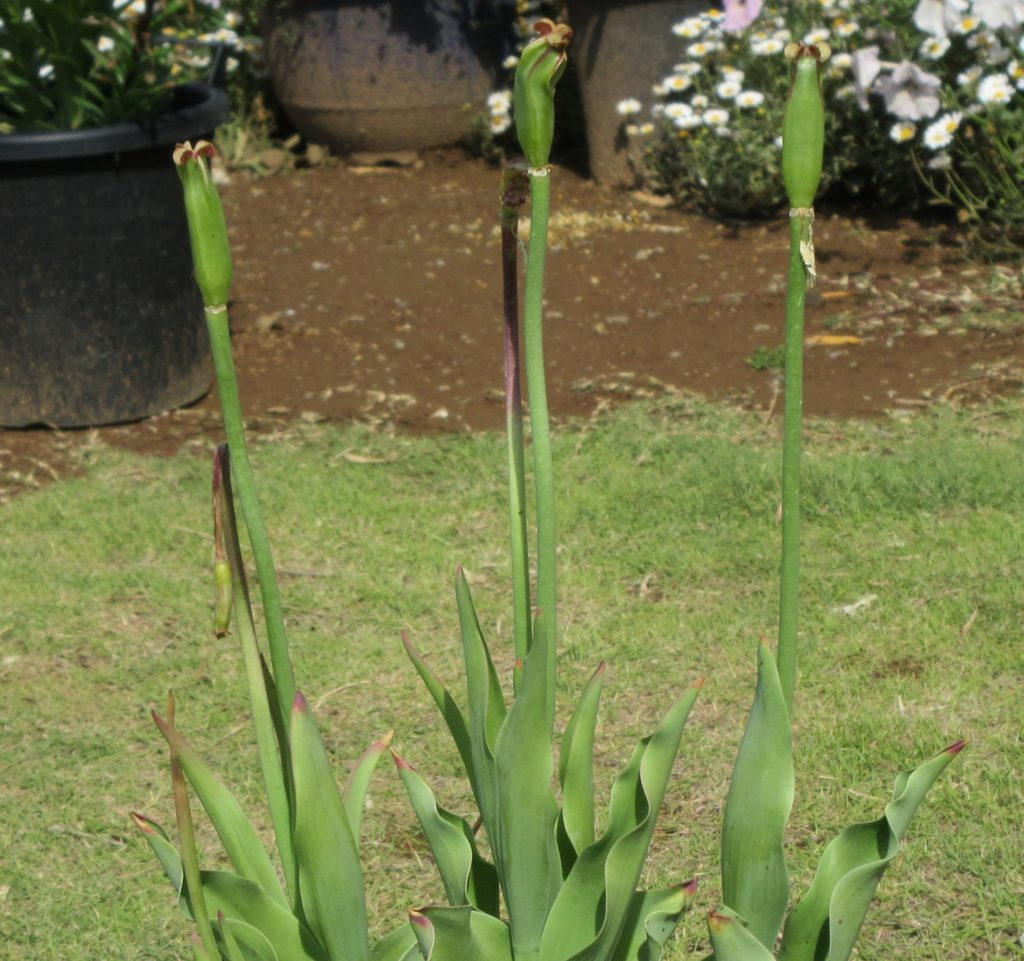 チューリップ　種胚