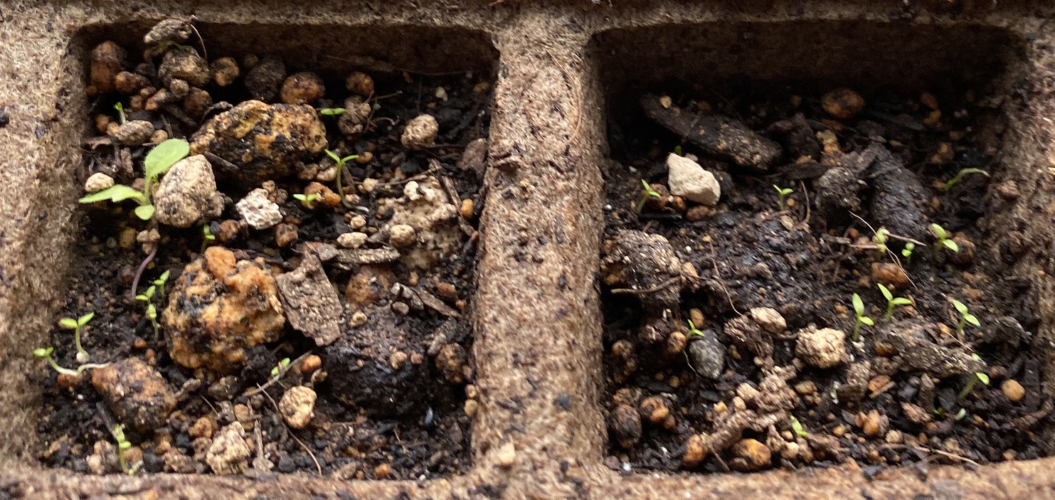 西洋オダマキ　双葉02