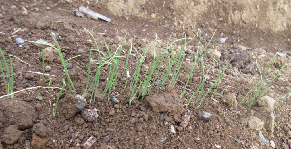 葉ネギ　発芽