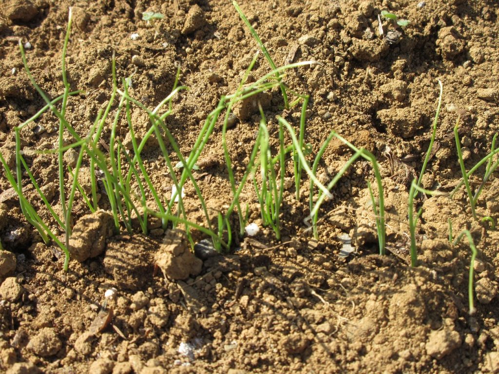 葉ネギ　発芽　成長