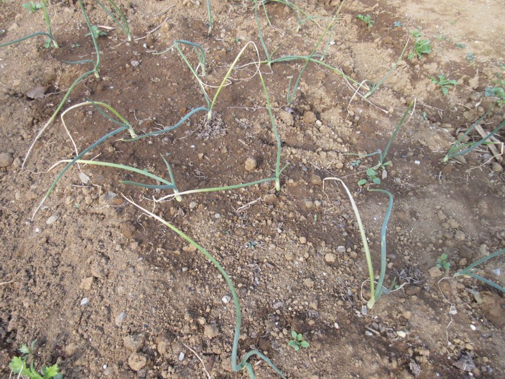 タマネギ栽培1213