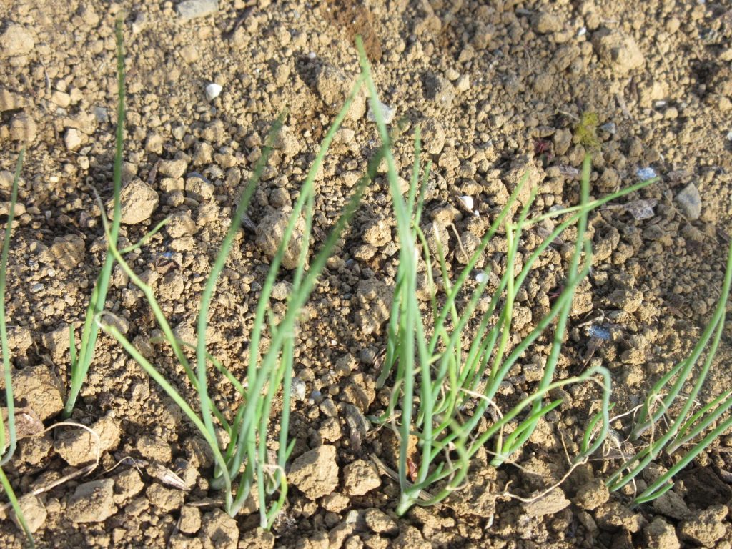 葉ネギ　成長1213