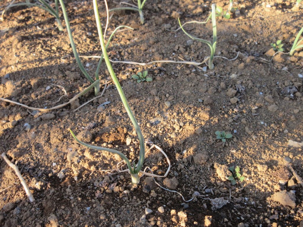 タマネギ栽培1220