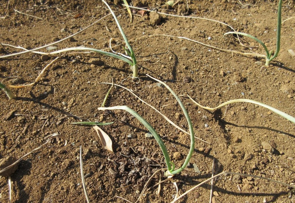 タマネギ栽培0103