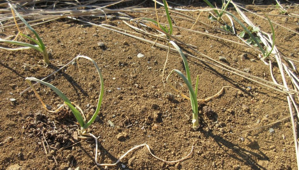 タマネギ栽培0117