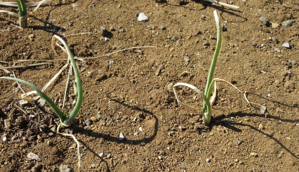 タマネギ栽培0131