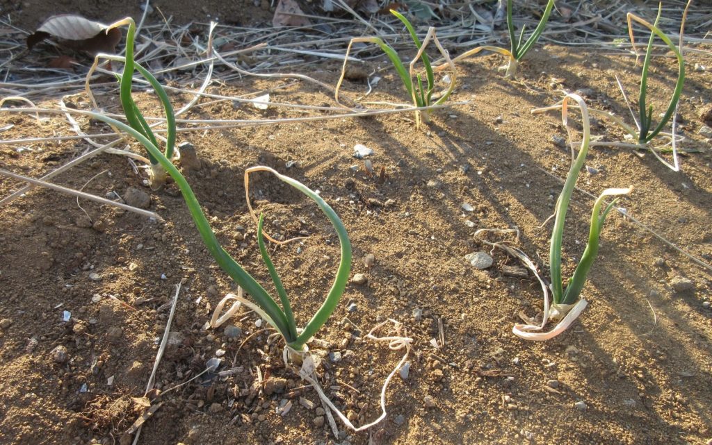 タマネギ栽培0214