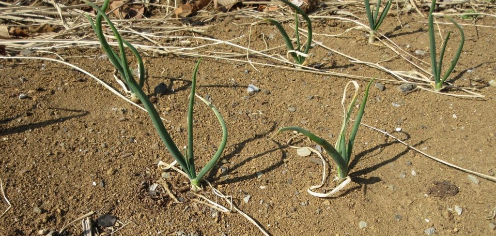 タマネギ栽培0221