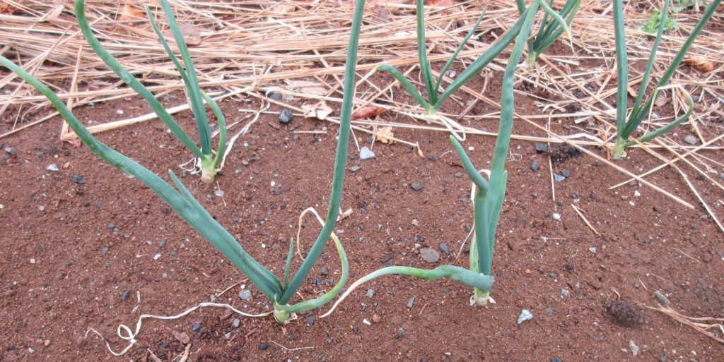 タマネギ栽培0307